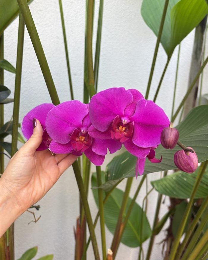 Orquídea pink nas mãos de Dra. Luana Figuerêdo